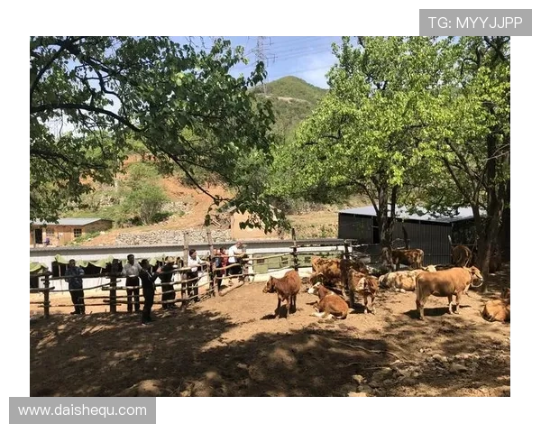 凯发备用手机app下载安装遇到问题怎么办？专家为你提供详细解决方案